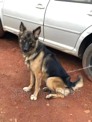 3-6 months Male Purebred German Shepherd