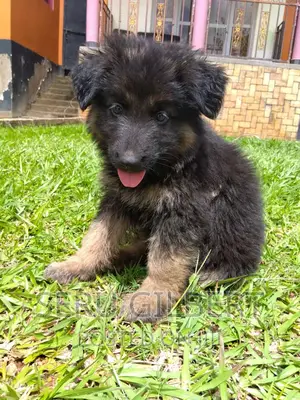 3-6 months Male Purebred German Shepherd