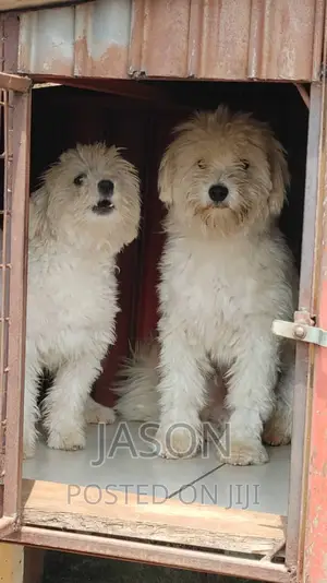 6-12 months Male Purebred Maltese