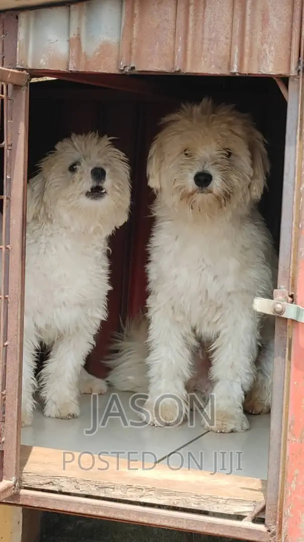 6-12 months Male Purebred Maltese