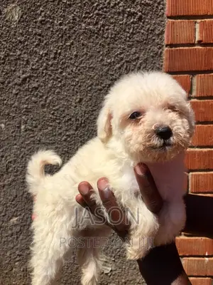 1-3 months Female Purebred Maltese