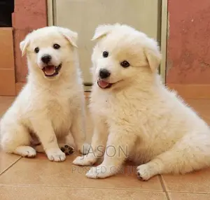 3-6 months Male Purebred Japanese Spitz