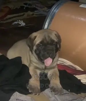 1-3 months Male Purebred Boerboel