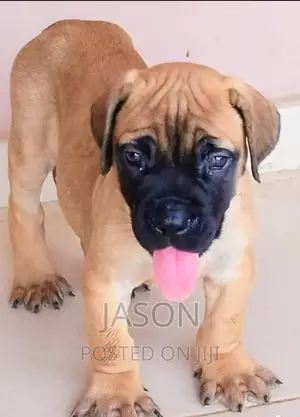 3-6 months Female Purebred Boerboel