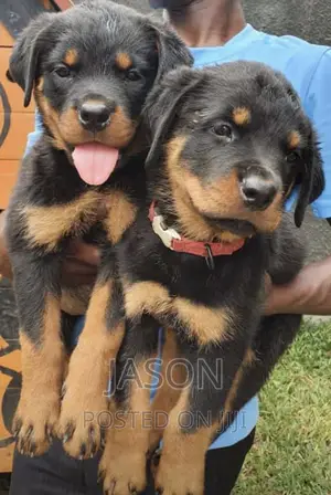 3-6 months Female Purebred Rottweiler