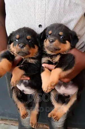 1-3 months Female Purebred Rottweiler