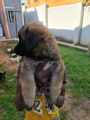 1-3 months Male Mixed Breed Caucasian Shepherd