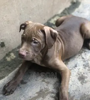 3-6 months Male Purebred American Pit Bull Terrier