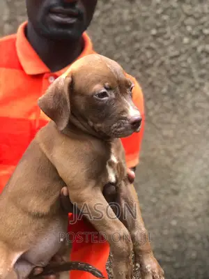 3-6 months Female Purebred American Pit Bull Terrier
