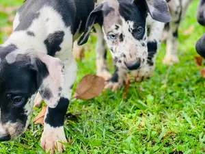 3-6 months Female Purebred Great Dane