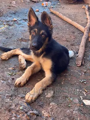 3-6 months Male Purebred German Shepherd