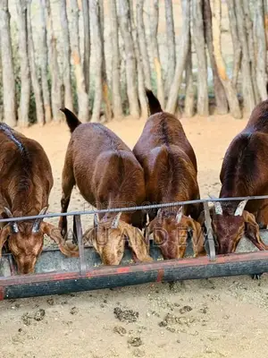 E Goats Savannah Good Breeds