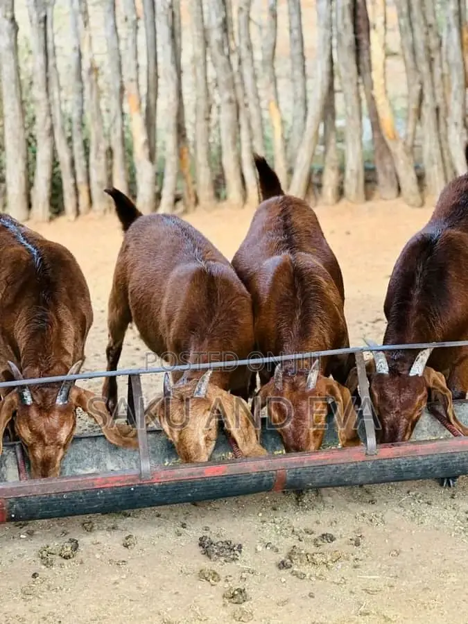 E Goats Savannah Good Breeds