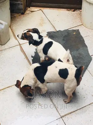 3-6 months Male Purebred Jack Russell Terrier