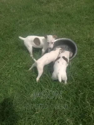 1-3 months Female Purebred Jack Russell Terrier