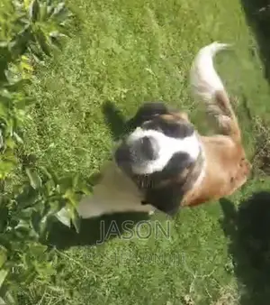 6-12 months Male Purebred Saint Bernard
