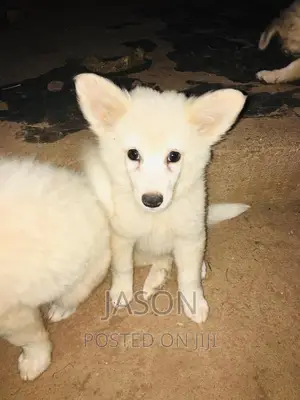 3-6 months Male Purebred White Shepherd