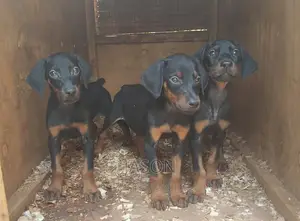 1-3 months Male Purebred Doberman Pinscher
