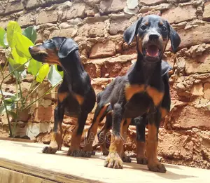 1-3 months Female Purebred Doberman Pinscher