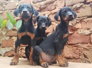 3-6 months Male Purebred Doberman Pinscher