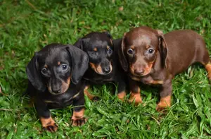 1-3 months Female Purebred Dachshund