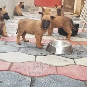 3-6 months Male Purebred Belgian Malinois