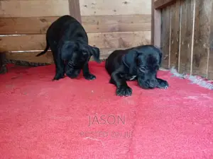 1-3 months Male Purebred Great Dane