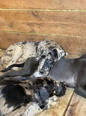 3-6 months Female Purebred Great Dane