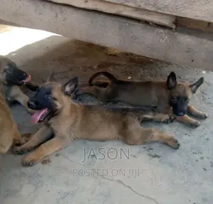 3-6 months Female Purebred Belgian Malinois