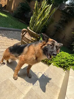1+ year Male Purebred German Shepherd