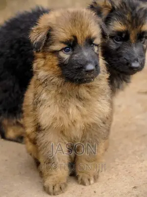 1-3 months Female Mixed Breed Caucasian Shepherd