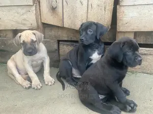 3-6 months Male Purebred Boerboel