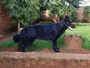 6-12 months Female Purebred German Shepherd