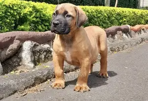 3-6 months Female Purebred Boerboel