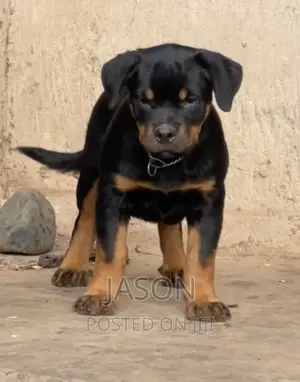 3-6 months Male Purebred Rottweiler