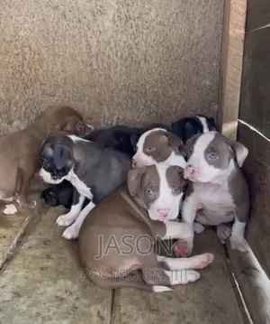 3-6 months Male Purebred American Pit Bull Terrier