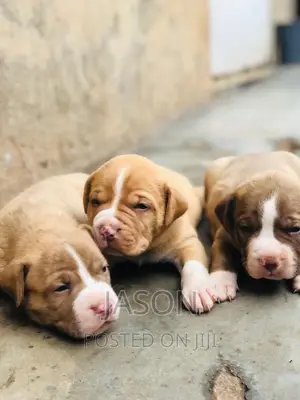 1-3 months Female Purebred American Pit Bull Terrier