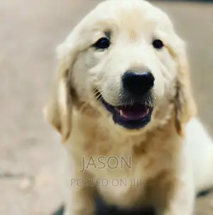 3-6 months Female Purebred Labrador Retriever