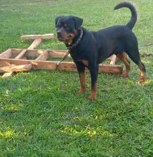 Adult Male Purebred Rottweiler
