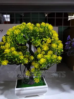 Bonsai Plant.