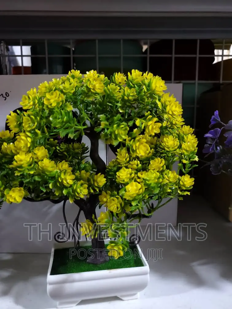 Bonsai Plant.