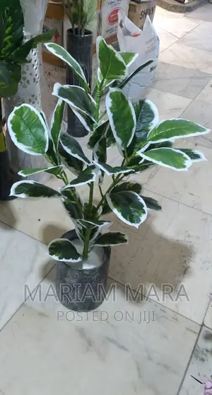 Artificial Plant /Flower