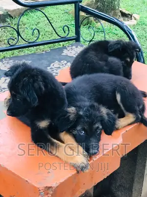 1-3 months Male Purebred German Shepherd