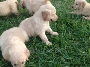 3-6 months Male Purebred Golden Retriever