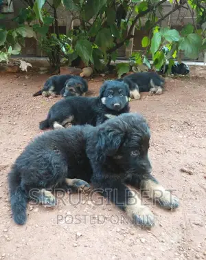 1-3 months Male Purebred German Shepherd
