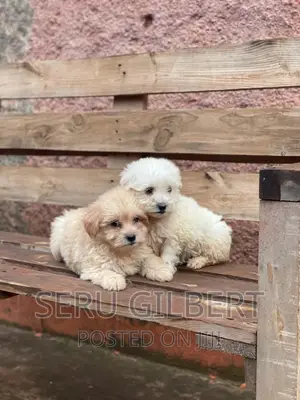 3-6 months Male Purebred Maltese