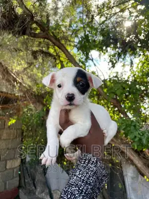 1-3 months Male Purebred Jack Russell Terrier