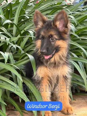 3-6 months Male Purebred German Shepherd