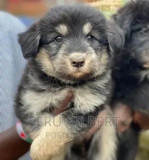 1-3 months Male Purebred German Shepherd