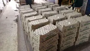 Day Old Broilers Layers, Kroilers on Sale